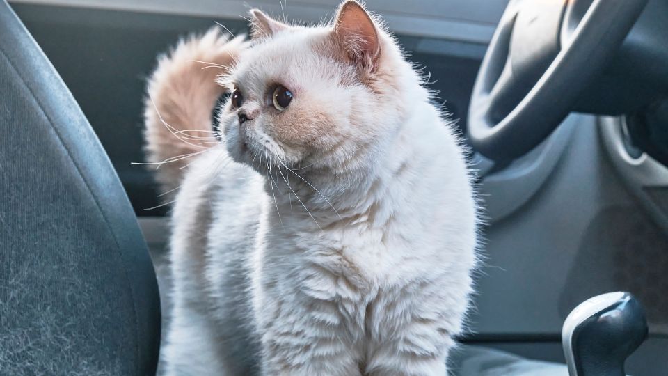 How to clean cat pee out of car seat?