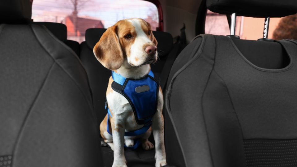 Remove Dog Hair from Car Seats